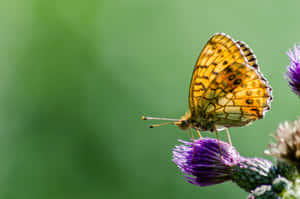 A Stunning Yellow Butterfly Perched On A Flower Wallpaper