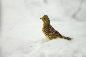 A Stunning Yellowhammer Bird Perched On A Branch Wallpaper