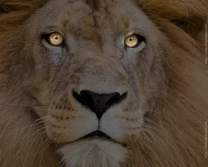 A Stunningly Majestic Lion Wallpaper