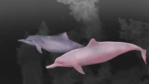 A Stunningly Pink Dolphin Gracing The Warm Waters Wallpaper