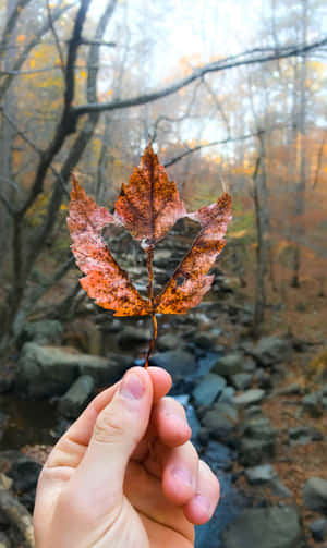A Summer Beach Sunset Silhouetting A Shoreline Pier And Sailboat Wallpaper