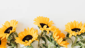 A Sunflower Boundary Of Beauty And Vibrancy Wallpaper