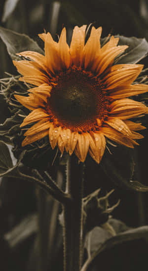 A Sunflower In Full Bloom, Surrounded By Plants In A Blooming Garden. Wallpaper