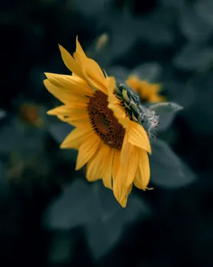 A Sunflower Is In The Dark With Leaves Around It Wallpaper