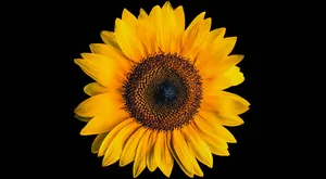 A Sunflower On A Black Background Wallpaper