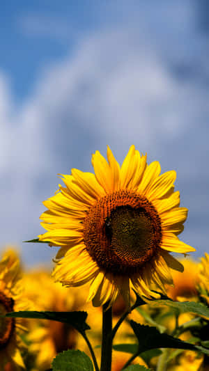 A Sunflower On A Plain Yellow Background, Creating A Beautiful Aesthetic. Wallpaper