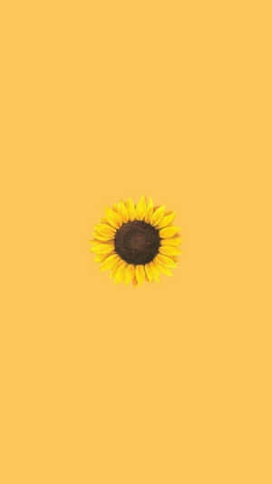 A Sunflower On A Yellow Background Wallpaper