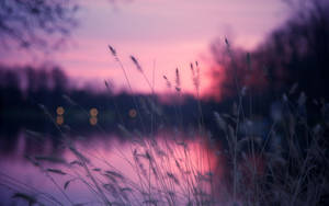 A Sunset With Grass And Water In The Background Wallpaper