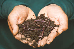 A Sustainable Compost Heap In A Garden Wallpaper