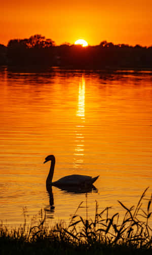 A Swan Is Swimming In The Water Wallpaper