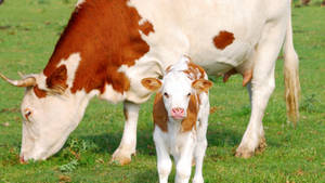 A Sweet Dreams Brown Baby Cow Wallpaper