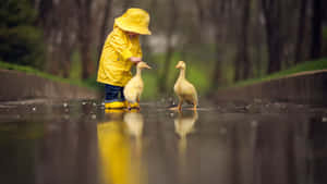 A Sweet Little Duck Waddling In A Green Field. Wallpaper