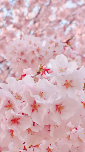 A Swirling Sea Of Pink Petals Wallpaper