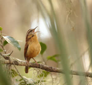 A Symphony Of Birds Chirping In Nature Wallpaper