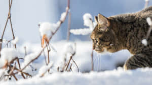 A Tabby Cat Walking Through The Snow Wallpaper