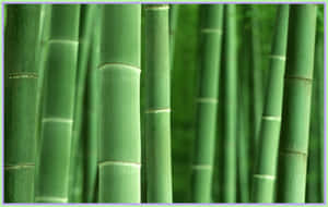 A Tall And Majestic Stalk Of Green Bamboo Wallpaper