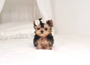 A Teacup Yorkie Near A Pillow, Looking For Someone To Play With Wallpaper