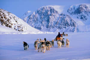 A Team Of Sled Dogs On A Snowy Landscape Wallpaper