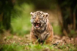 A Tiger Cub Is Yawning In The Grass Wallpaper
