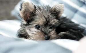 A Tiny Teacup Yorkie Enjoying The Sunshine Wallpaper