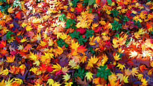 A Trail Of Autumn Colors Wallpaper