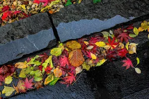 A Tranquil Autumn Rain Shower In The Beautiful Forest Wallpaper