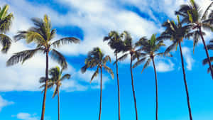 A Tranquil Beach With Crystal Clear Waters And A Palm Tree In The Distance Wallpaper