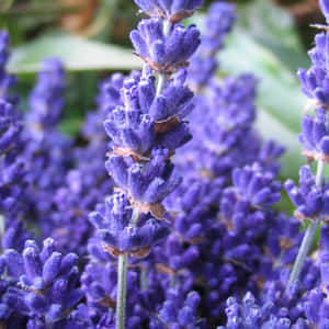 A Tranquil Field Of Lavender Blue Flowers In Full Bloom Wallpaper