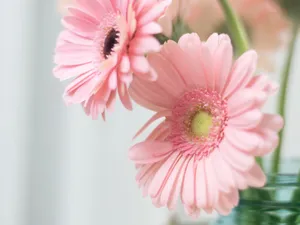 A Tranquil Lake Surrounded By A Lush Green Forest Wallpaper