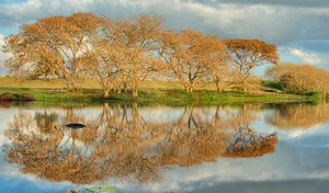 A Tranquil Picture Of Blue Grass Fields Wallpaper