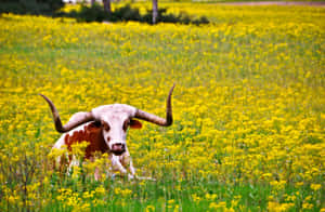 A Tranquil Ranch Landscape Surrounded By Forests Wallpaper