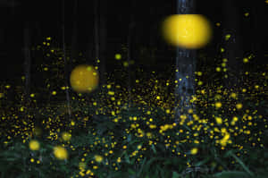 A Tranquil Scene Of A Peaceful Firelfy Resting By A Lake In Nature Wallpaper