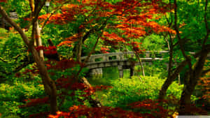 A Tranquil View Of A Japanese Rice Paddy Surrounded By Mountains Wallpaper