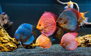 A Tranquil View Of An Aquarium And Its Colorful Inhabitants Wallpaper