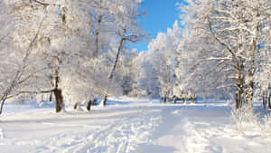 A Tranquil Winter Scene Of Fresh Snowfall Wallpaper