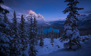 _ A Tranquil Winter Snowfall Amongst Evergreens In The Mountains._ Wallpaper