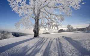 A Tree Covered In Snow With A Shadow Wallpaper