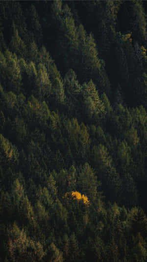 A Tree In A Forest With Yellow Leaves Wallpaper