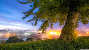 A Tree In The Grass Wallpaper