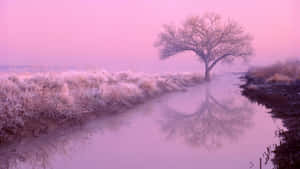 A Tree Is Reflected In A River Wallpaper