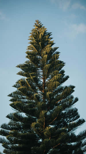 A Tree With A Blue Sky Wallpaper