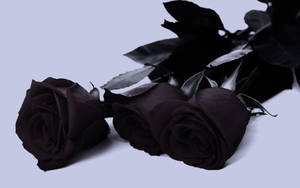 A Trio Of Elegance - Stunning Black Roses Wallpaper