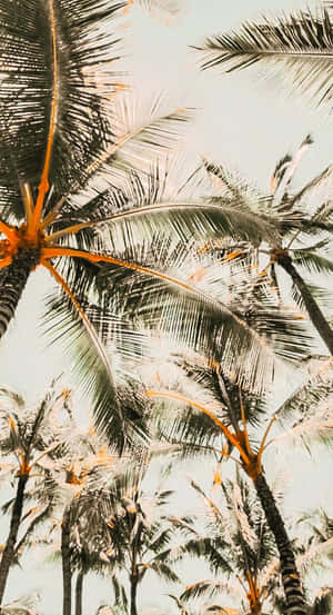 A Tropical Beach Paradise With A Cute Palm Tree Wallpaper