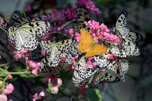 A True Magical Experience - Butterfly Park Wallpaper