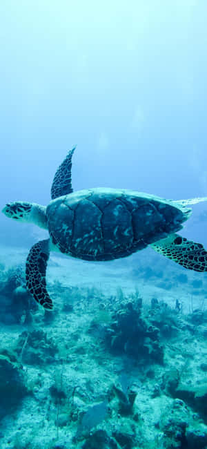 A Turtle Swimming In The Ocean Near Coral Reefs Wallpaper