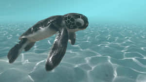 A Turtle Swimming In The Ocean Wallpaper