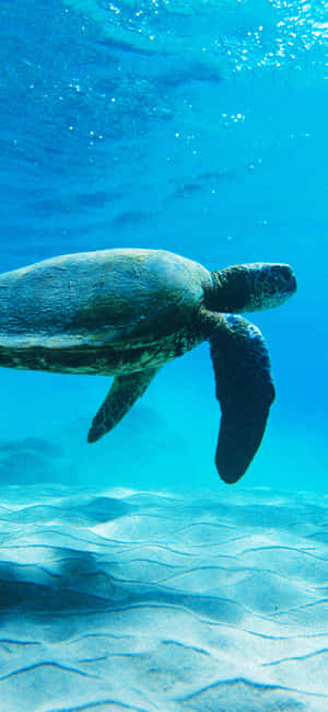 A Turtle Swimming In The Ocean Wallpaper