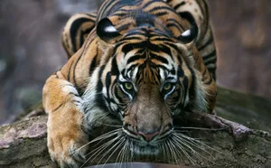 A Tusker Stands Tall Amidst The Greenery Wallpaper