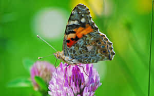 A Variety Of Colourful Butterfly Species Found Fluttering Through The Garden. Wallpaper