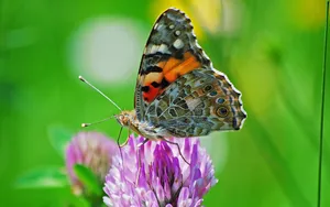 A Variety Of Colourful Butterfly Species Found Fluttering Through The Garden. Wallpaper